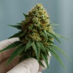 close-up of a green cannabis flower being held